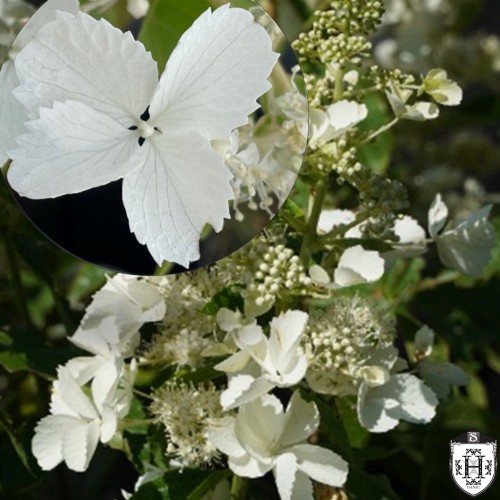 Hydrangea paniculata 'Pink Lady' - Aedhortensia 'Pink Lady' C5/5L Hydrangea paniculata 'Pink Lady' - Aedhortensia 'Pink Lady' C5/5L